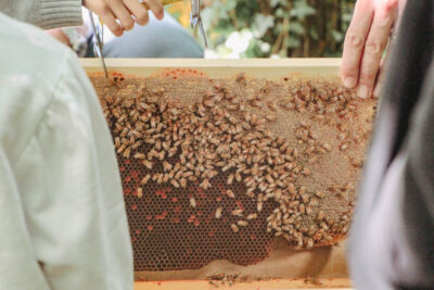 Agrandir l'image 27 sur 30, fenêtre modale