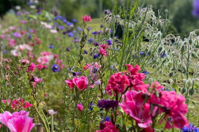 Agrandir l'image 3 sur 3, fenêtre modale