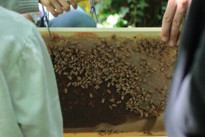 Agrandir l'image 2 sur 4, fenêtre modale