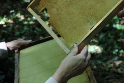 Agrandir l'image 4 sur 4, fenêtre modale