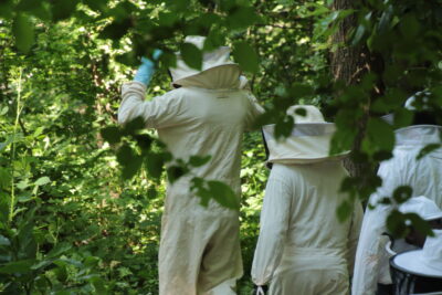 Agrandir l'image 3 sur 4, fenêtre modale