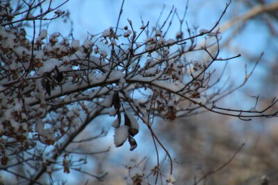 Promenade de l'Yvette enneigée  - Agrandir l'image 3 sur 19, fenêtre modale