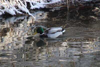 Un canard sur l'Yvette - Agrandir l'image 4 sur 19, fenêtre modale
