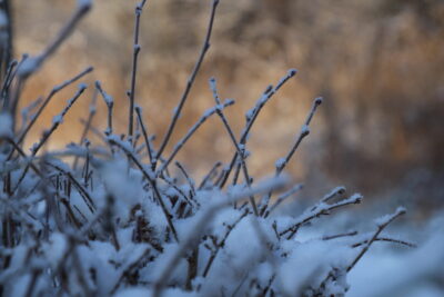 Des banches enneigées  - Agrandir l'image 7 sur 19, fenêtre modale