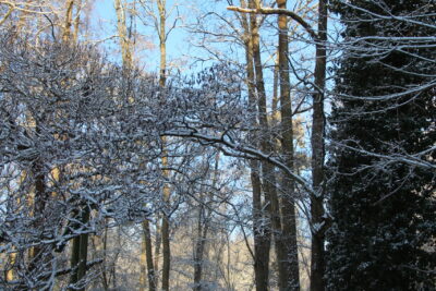 Promenade de l'Yvette enneigée sur la partie arborée  - Agrandir l'image 8 sur 19, fenêtre modale