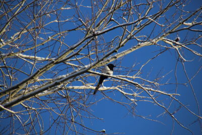 Une pie sur une branche enneigée  - Agrandir l'image 9 sur 19, fenêtre modale