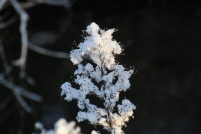 Une plante recouverte de neige  - Agrandir l'image 12 sur 19, fenêtre modale