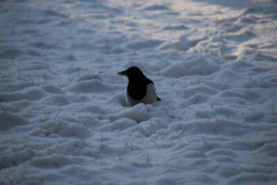 Une pie dans la neige  - Agrandir l'image 16 sur 19, fenêtre modale