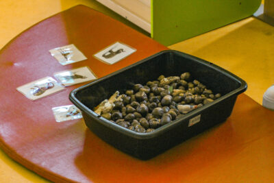 Agrandir l'image 7 sur 84, fenêtre modale