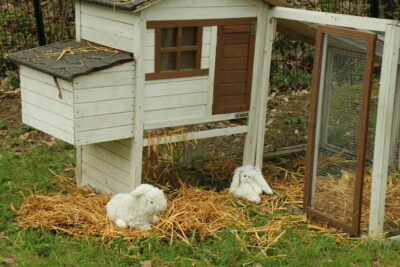 Agrandir l'image 114 sur 120, fenêtre modale